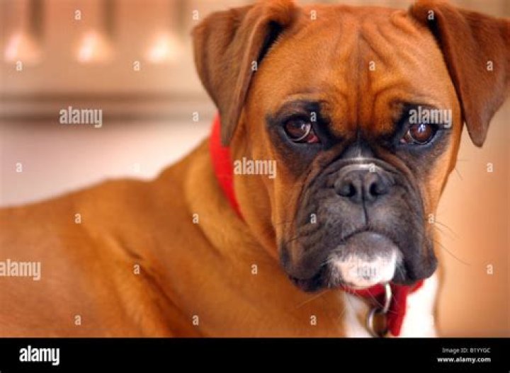 Boxer Dogs With Down Syndrome: Uncovering The Extraordinary Within